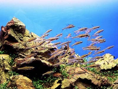 水族箱置景素材选择实用指南