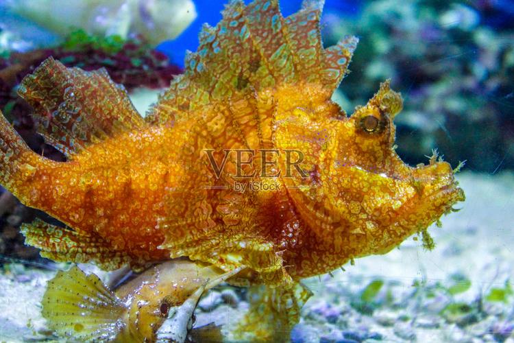 水族箱中的海鱼 在家打造一片蔚蓝海洋