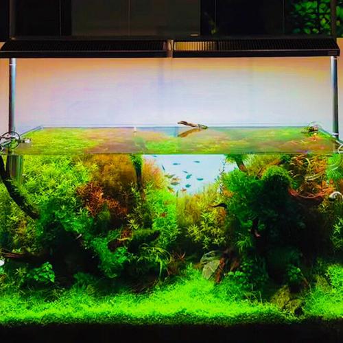 余你 泡泡水族里的水族世界